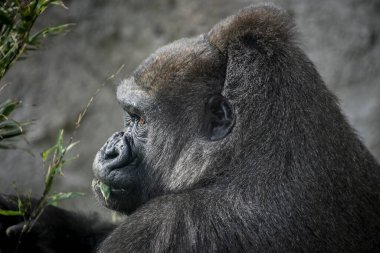 Doğal Yaşam Alanında Massive Gorilla Gezintisi: Büyüleyici Görsel Yolculuk