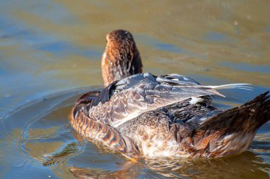 Nehir Dansı: Güneş Işığı ve Dalgalanan Ördeklerin Huzurlu Senfonisi