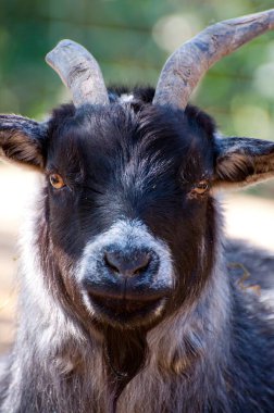 Görkemli Keçi: Boynuzlu Güzel 'in Çarpıcı Görüntüsü