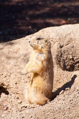 Auburn Locks 'lu Köstebek: Benzersiz Saçlı Küçük Yaratığın Sevimli Görüntüsü