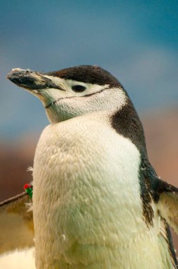 Penguin Perfection: Adorable Plumage and Beak clipart