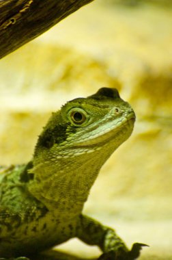 Büyüleyici Yakın Çekim: Büyüleyici Kertenkele Cilt Resmi