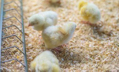 Tüylü ziyafet: Tavuklar küçük ölçekli bir çiftlik ortamında mısır ve tahıl yemeğinin tadını çıkarıyorlar