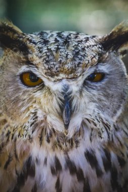 Büyüleyici Baykuş: Büyüleyici Gözler ve Enfes Plumage