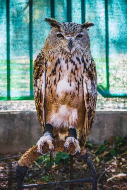 Majestic Predator: Piercing bakışları ve zarif Plumage ile çarpıcı Baykuş