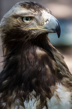 Sersemletici Stok Fotoğrafları: Kahverengi Plumage ve Keskin Gagalı Görkemli Kartal