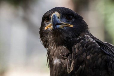 Amerikan Ruhunu Yakala: Bir Amerikan Kartal Stoku Fotoğrafçısının Rehberi