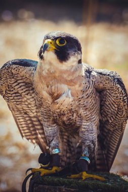 Hızla Yükselen: Görkemli Peregrine Falcon Uçuşta Kanatlarını Açıyor