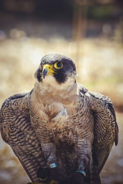 Hızla Yükselen: Görkemli Peregrine Falcon Uçuşta, Hız ve Zarafet Ustası