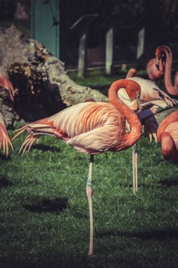 Enfes Flamingo Portreleri Hayvanat Bahçesinde Yakalandı: Bir Fotoğrafçının Yaratıcı Görüşü