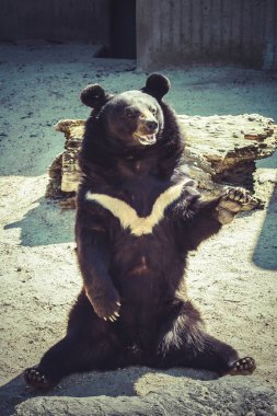 Saluting Black Bear Captured in Stunning Zoo Scene clipart