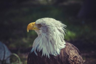 Görkemli Amerikan Kel Kartalı 'nı Yakalamak: Vahşi doğaya Fotoğraf Yolculuğu