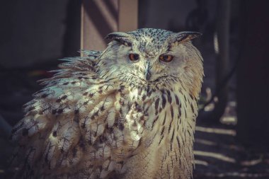 Göz kamaştırıcı Baykuş Portresi Görünüşü Enfes Plumage