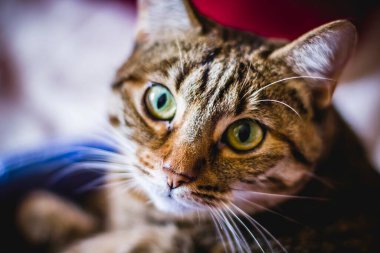 Sevimli Genç Kedi: Sıradan Bir Kedi Yavrusunun Yumuşak Derisini Yakalamak