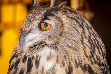 Medieval Fair: Capturing the Majestic Eagle Owl Among Birds of Prey at a Sample Event clipart