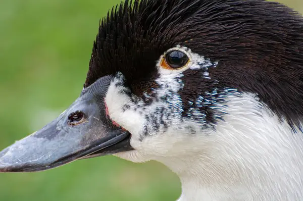 stock image Elegant Mallard: Reflective Serenity in Nature's Dance