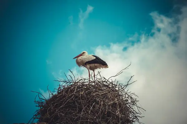 Family Haven: Stork Nest Perched on Tree Branches Against Dramatic Blue Sky