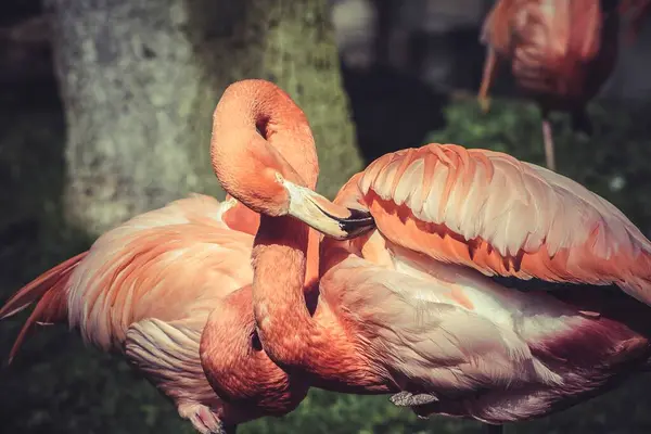 Vibrant Flamingo Portraits Captured Zoo Stunning Collection Avian Beauty — стокове фото