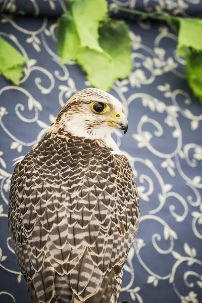Medieval Falcon Peregrine Capturing Wild Beauty Majestic Raptor Stunning Wildlife — 图库照片