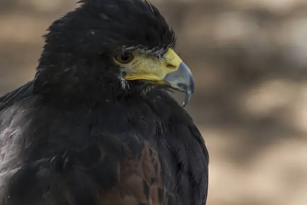 Majestic Eagle Prachtige Plumage Scherpe Snavel Focus Rechtenvrije Stockfoto's