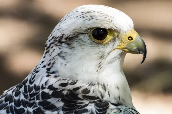Majestic Hawk Impresionante Halcón Blanco Adornado Con Plumas Negras Grises Imagen De Stock