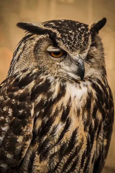Golden Owl Portret Het Vastleggen Van Majesteit Van Wilde Dieren Stockfoto