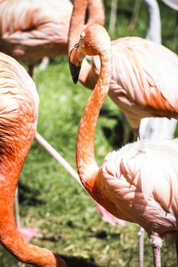 Vibrant Flock: Hayvanat Bahçesi Parkı 'ndaki Turuncu Flamingolar Grubu Büyüleyici