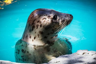 Sunbathing Seal: A Relaxing Moment Captured in the Water clipart