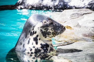 Sunbathing Seal: A Serene Marine Moment clipart