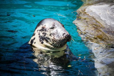 Sunbathing Seal: A Serene Moment Captured in the Water clipart