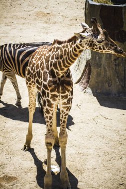 Egzotik Camelopardalis: Hayvanat bahçesi parkında büyüleyici zürafalar