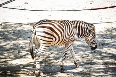 Çizgili Güzel: Vahşi Yaşam Parkı 'nda Zebra' nın Görkemli Deri Örnekleri 'ni Yakalıyorum