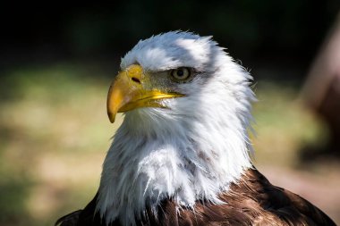 Görkemli Beyaz Kafalı Amerikan Kartalı 'nı Çekmek: Büyüleyici Vahşi Yaşam Fotoğrafçılığı Rehberi