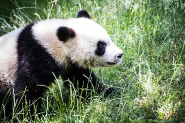 Yeşillik bir ağaçta eğlenen sevimli panda: Büyüleyici vahşi yaşam fotoğrafçılığı
