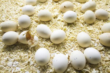Organic Egg Haven: A Visual Journey Through a Natural Egg Farm clipart