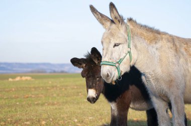 Yaz Hasadı Sükuneti: Bir Resimli Pastoral Ayarda Eşek Güzelliğinin Yakalanması