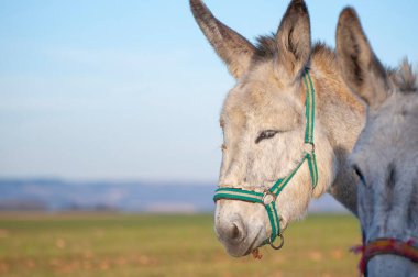 Altın Siluetler: Parlayan Ufuk 'ta Geleneksel Çiftliğin Rustik Büyüsünü Yakalamak