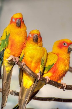 Renkli Yaratıklar: Canlı İçerik Oluşturmak için Papağan İlhamlı Stok Fotoğrafları
