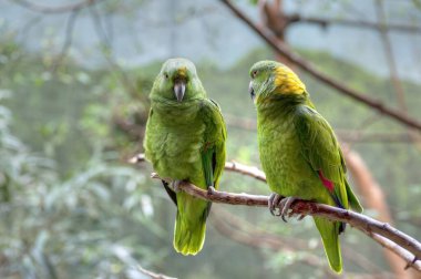 Renkli Papağan Fotoğrafları: Yaratıcı İçerik Yaratıcıları için Canlı Resimler