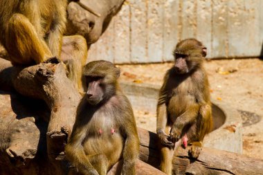 Vahşi ve Nükteli: Yetenekli bir Resim Bankası Uzmanından Büyüleyici Babun Portreleri