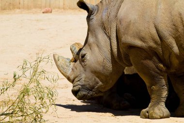 Majestic White Rhino: Captivating Images of Ceratotherium simum in Stunning Detail clipart