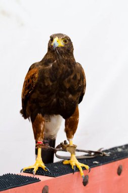 Majestic Golden Eagle: Bu İkonik Yırtıcı Kuşun Çarpıcı Görüntüleri