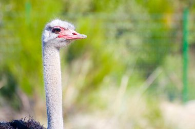 African Ostrich: Captivating Image of Wildlife in the African Countryside clipart