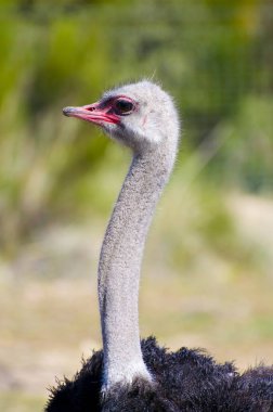 African Beauty: Stunning Image of Ostrich in its Natural Habitat clipart