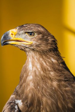 Altın Kartal Bakışı: Görkemli Kuşun Ayrıntılı Özelliklerinin Çarpıcı Yakın Çekimi