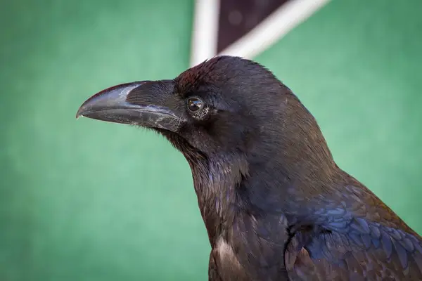 Keskiaikainen Fair Featuring Black Crow Keskuudessa Birds Prey Kiehtova Kuvanäyte — kuvapankkivalokuva