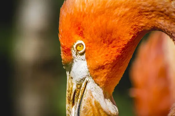 stock image Graceful Flamingo: Close-Up of Elegantly Long Neck and Intricate Head Detail