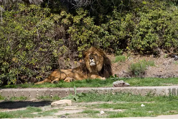 Roar Wild Captivating Images Majestic Lion Panthera Leo — Stock Photo, Image