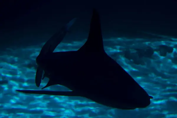 Majestoso Grande Tubarão Branco Deslizando Graciosamente Através Das Profundidades Subaquáticas — Fotografia de Stock