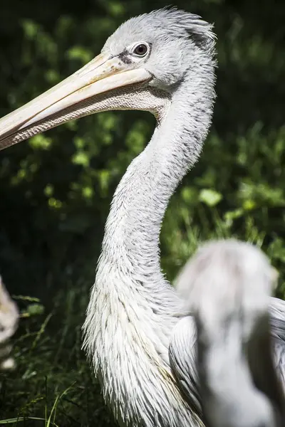 Paraíso Pelicano Capturando Majestosa Beleza Aviária Aves Com Enormes Beaks Imagem De Stock